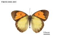 藏品(異粉蝶)的圖片